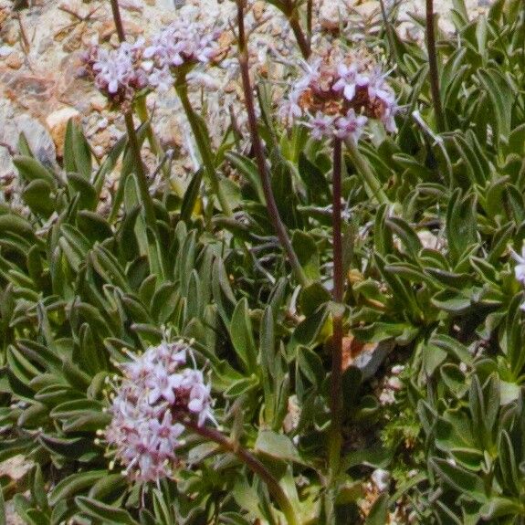 Valeriana saliunca flower