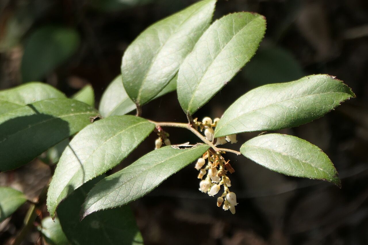 Leucothoe axillaris flower