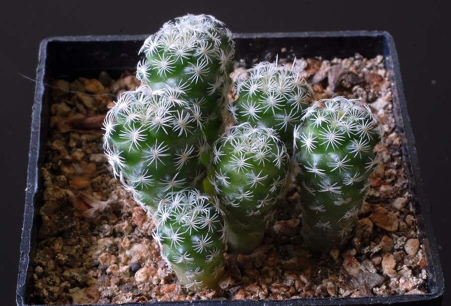 Turbinicarpus saueri habit