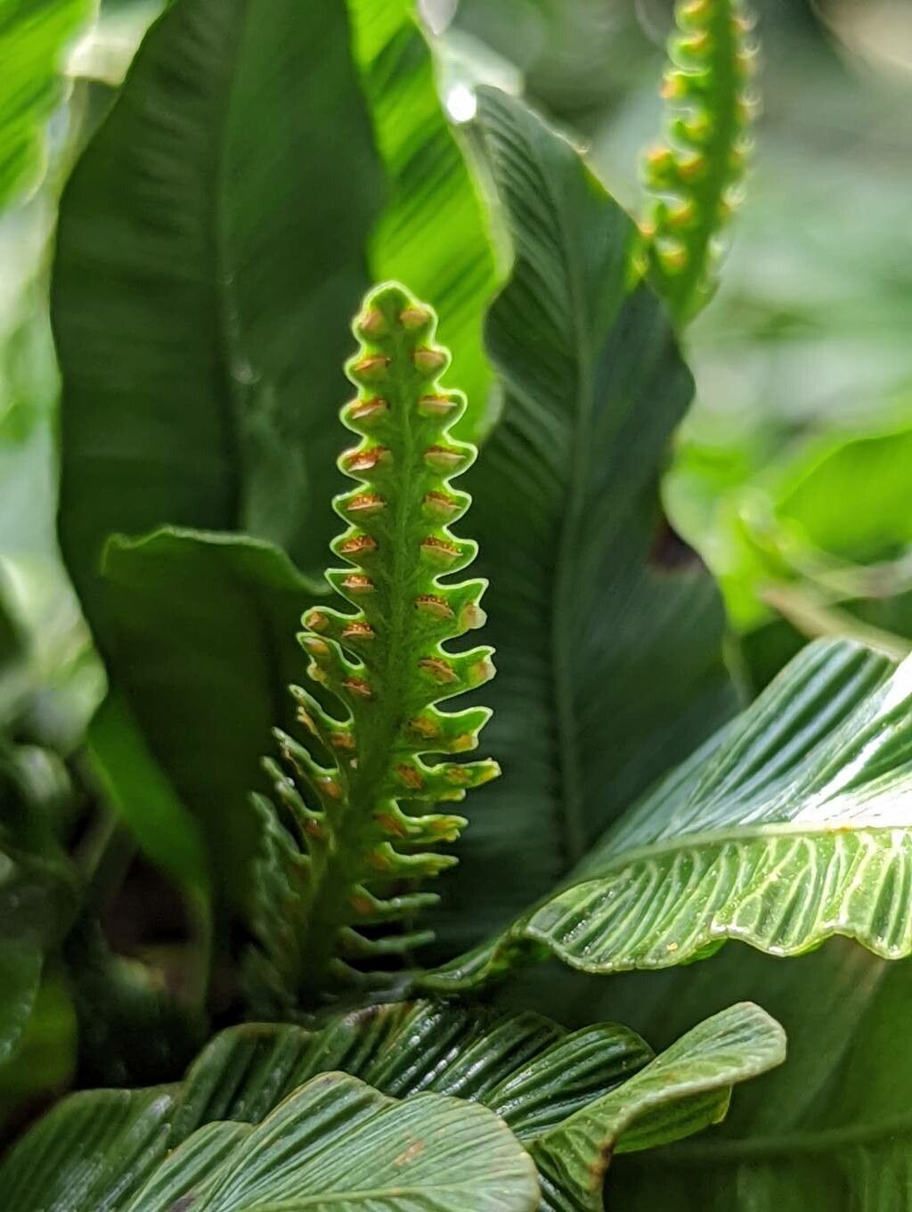 Davallia heterophylla fruit