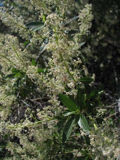 Ceanothus palmeri habit