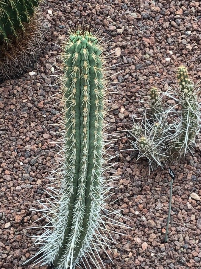 Echinopsis chiloensis — search result for 'Echinopsis'