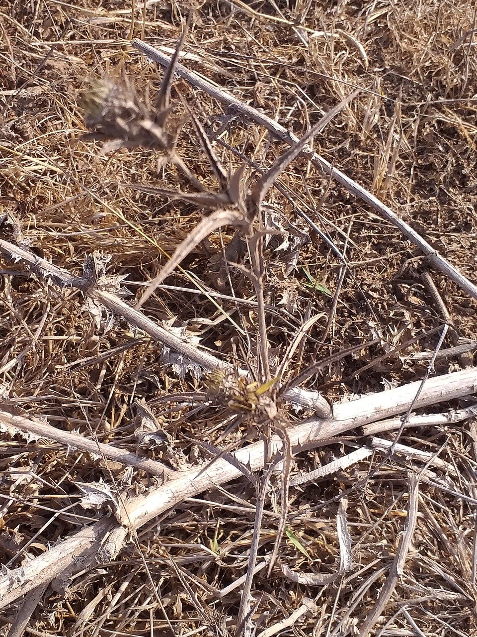 Carlina racemosa bark