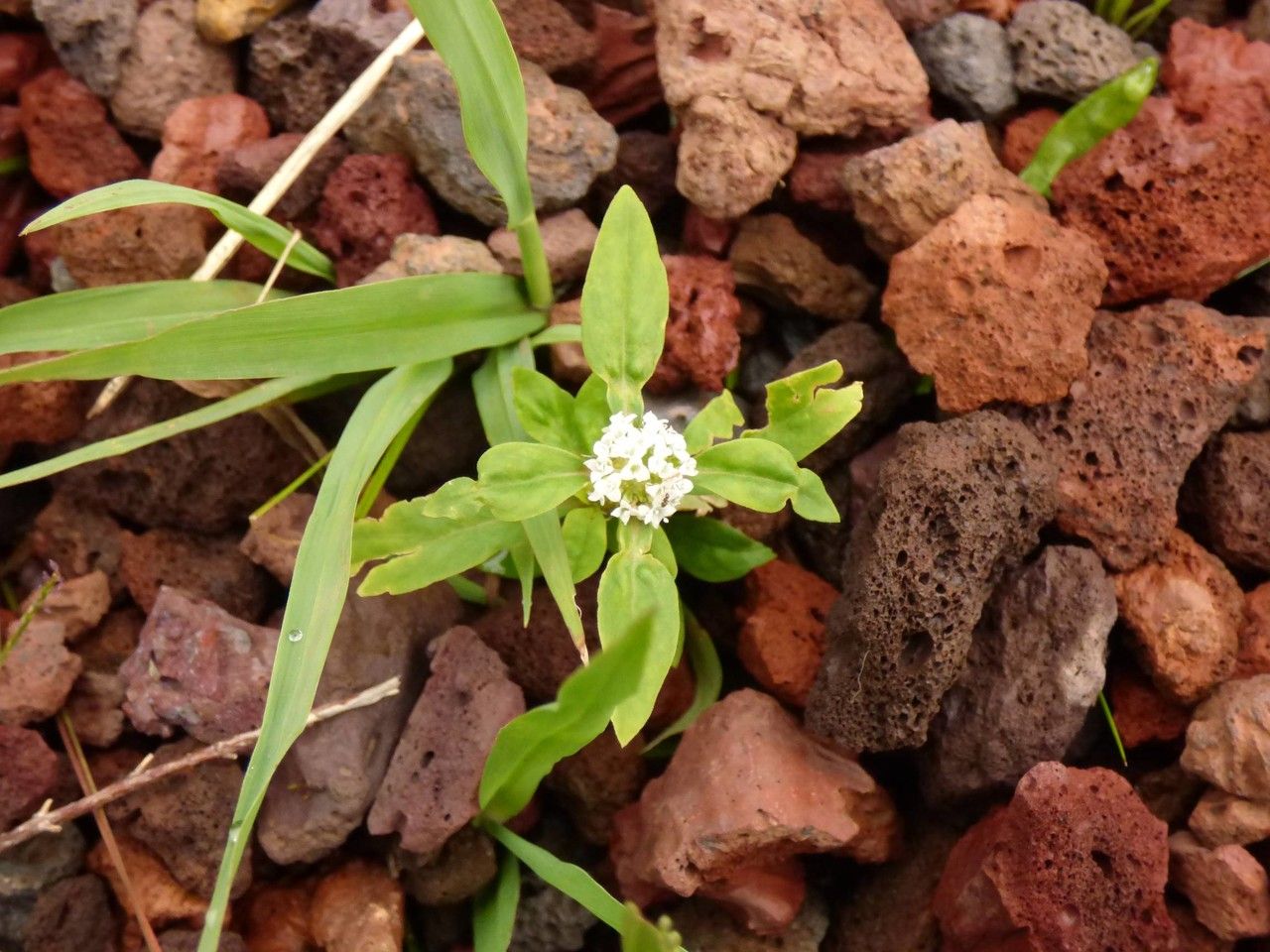 Diodia dasycephala habit