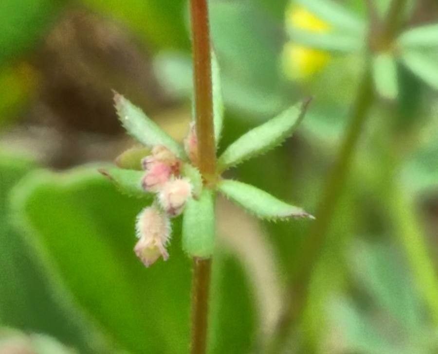 Galium parisiense flower