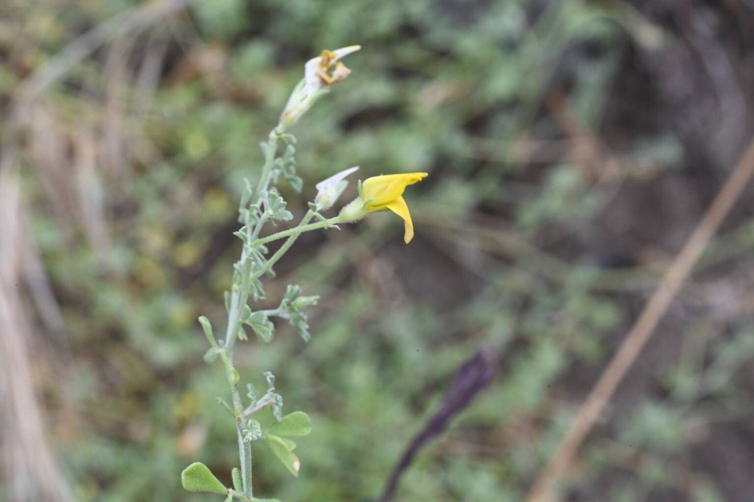 Lotus dumetorum — search result for 'Lotus'