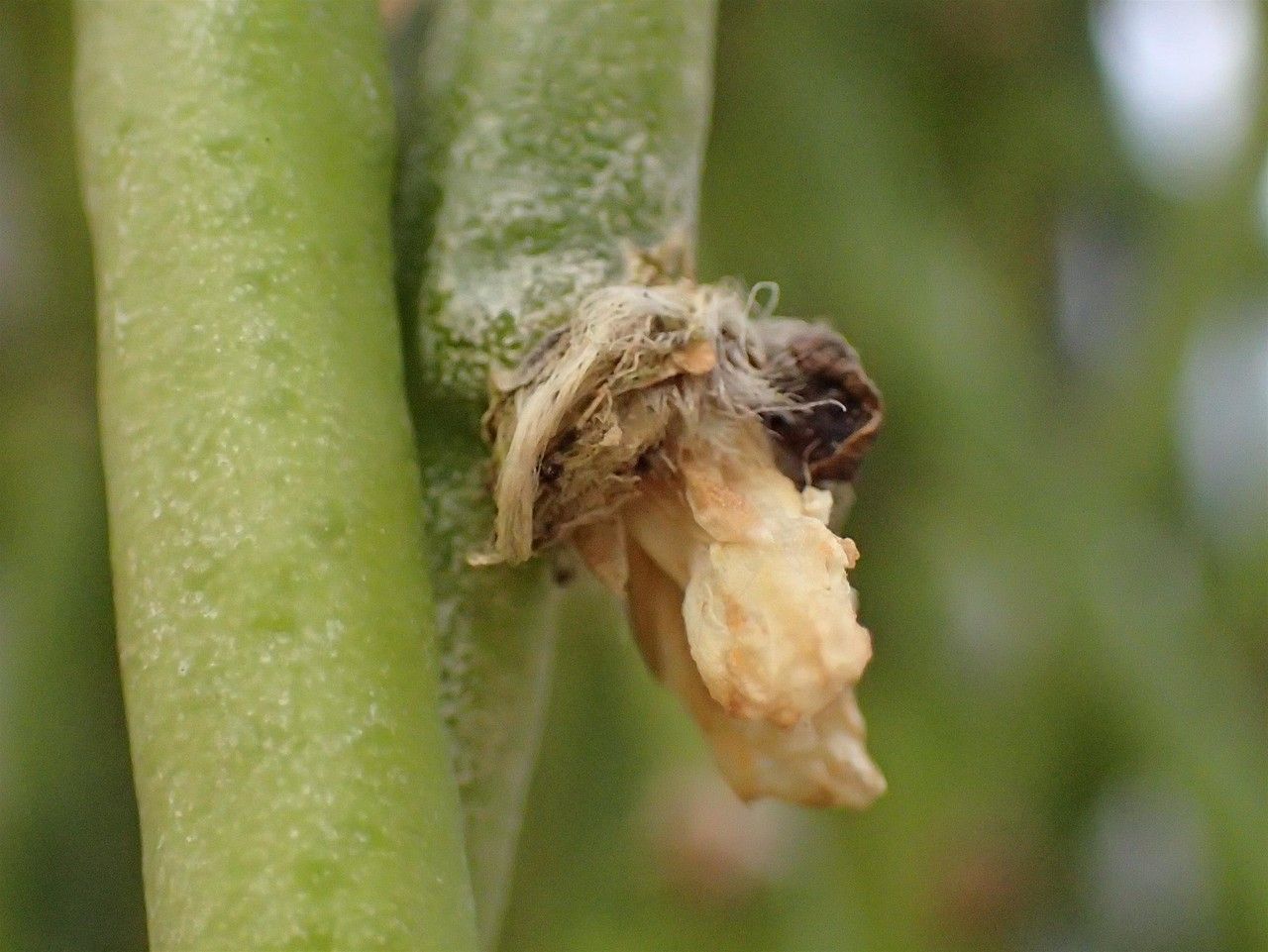 Rhipsalis floccosa fruit