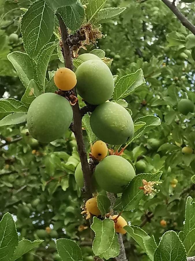 Prunus cocomilia fruit