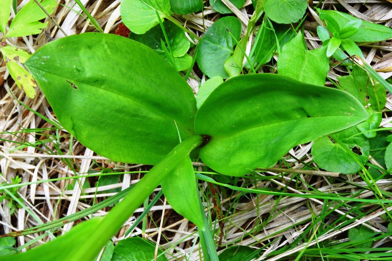 Platanthera chlorantha — search result for 'Norway'
