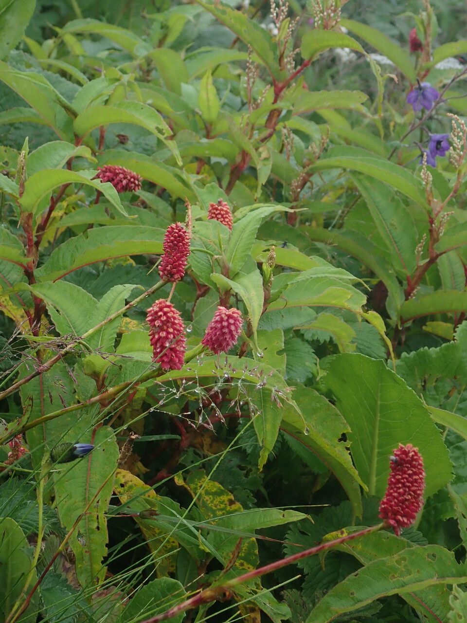 Bistorta milletii habit