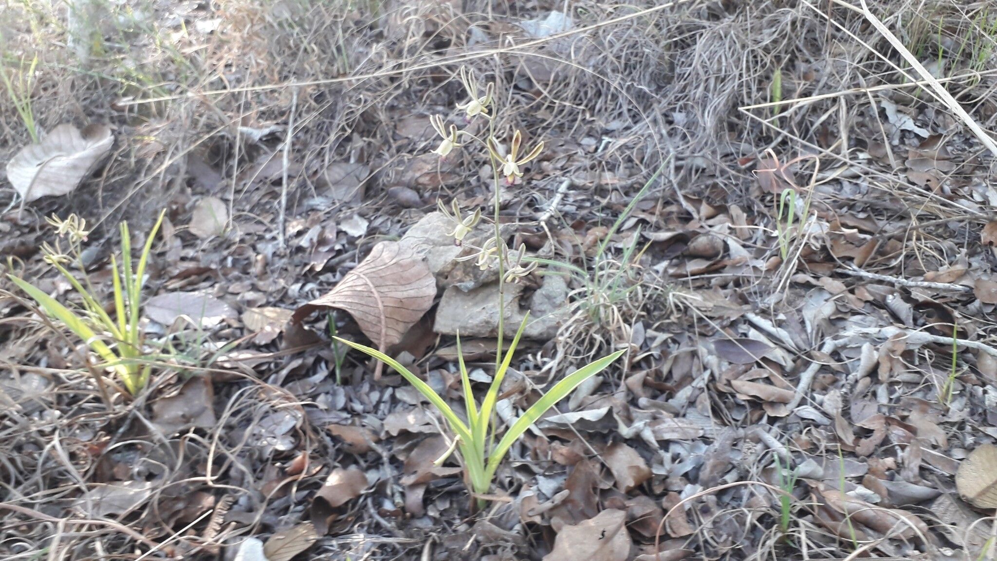 Eulophia seleensis habit