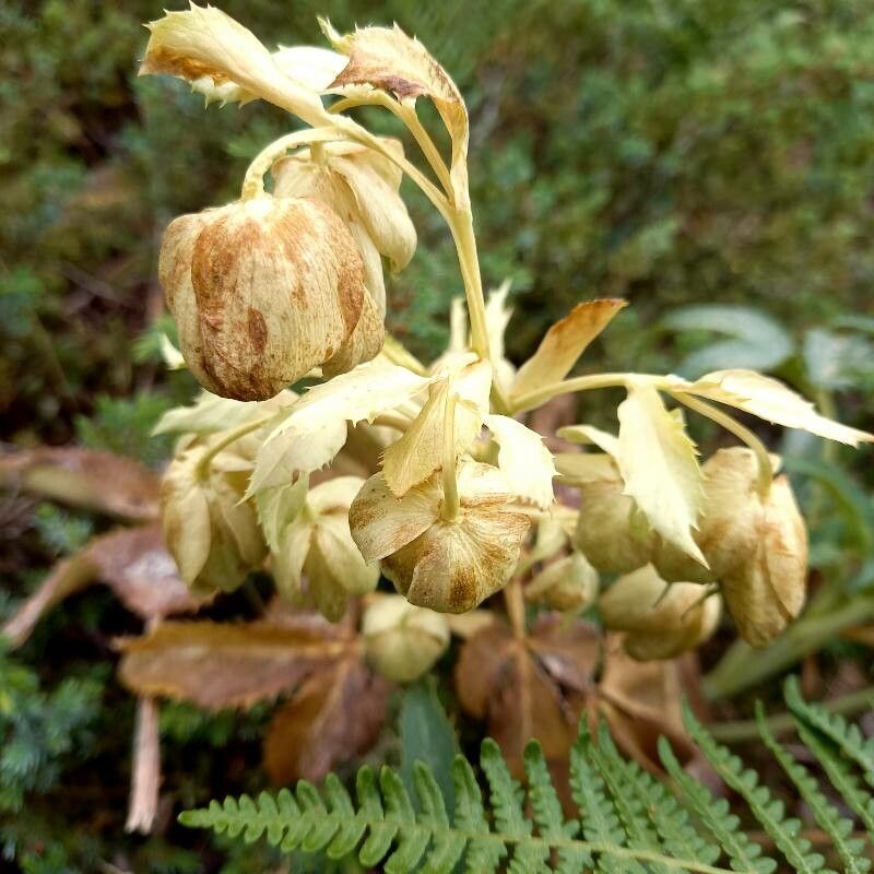 Helleborus argutifolius fruit