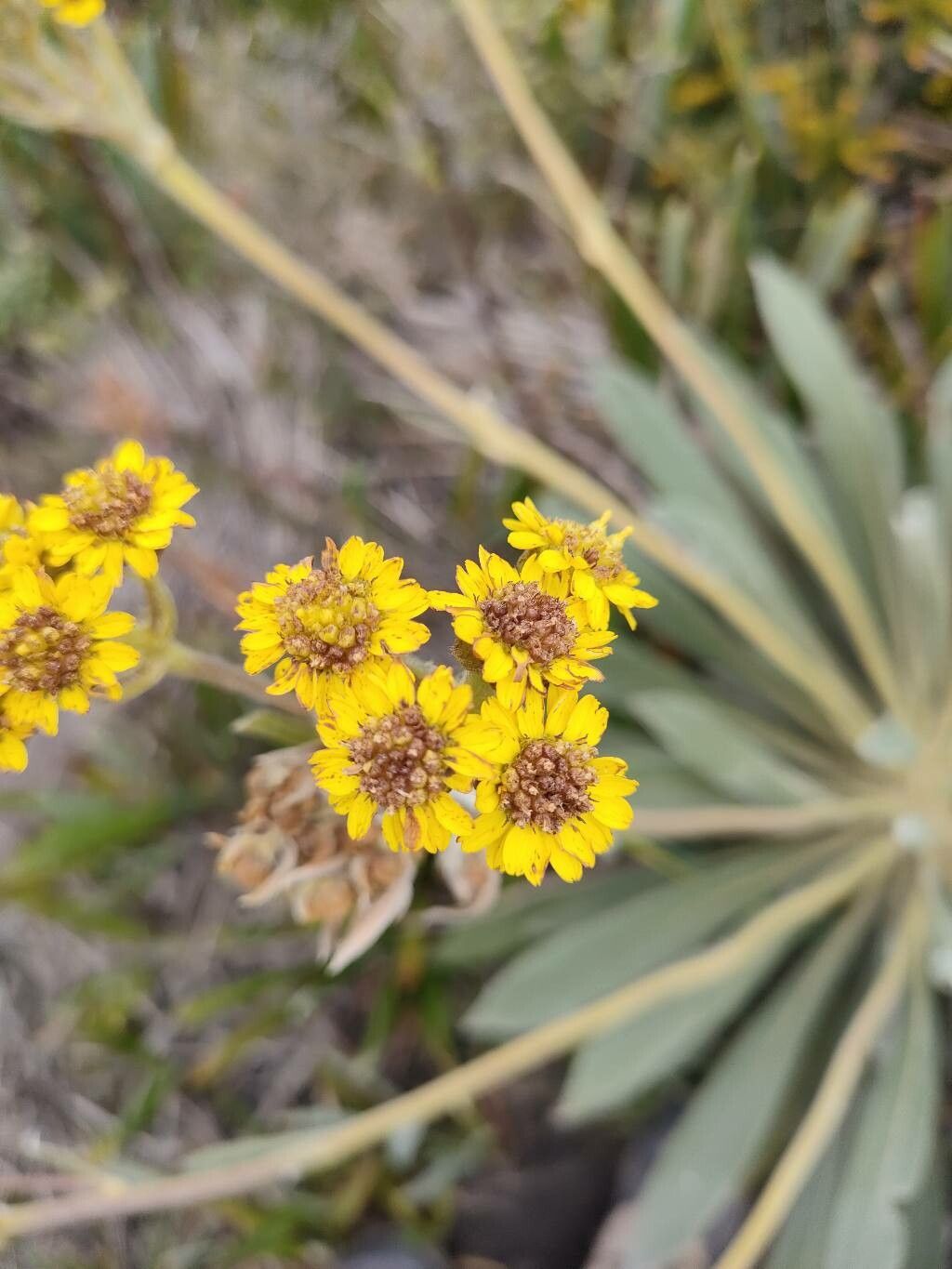 Espeletia grandiflora flower