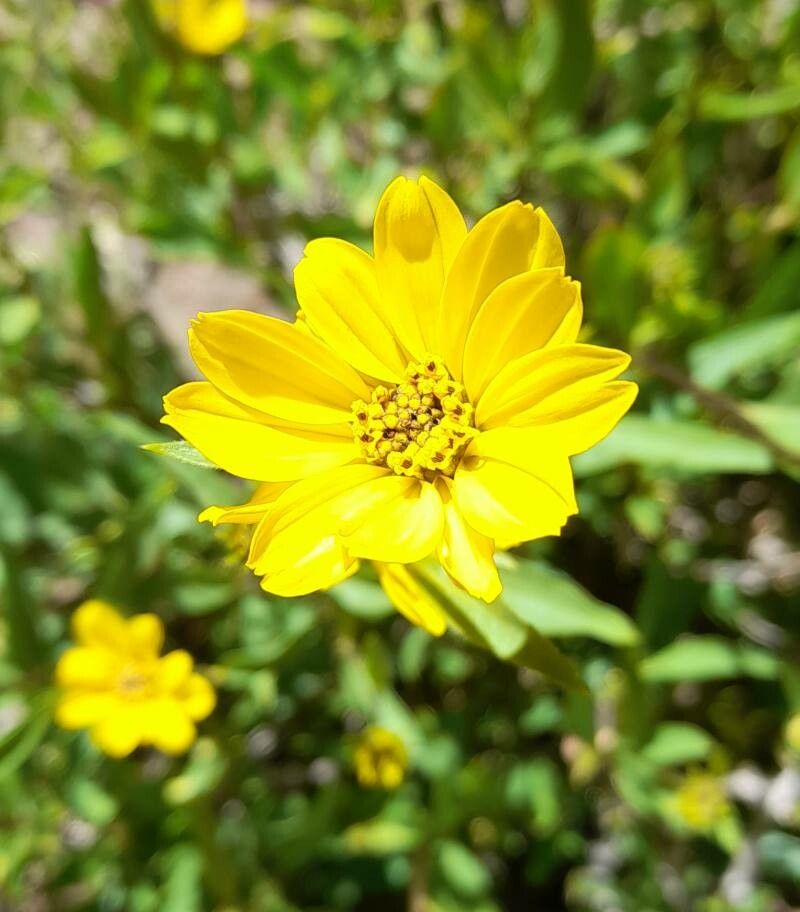 Flourensia fiebrigii flower