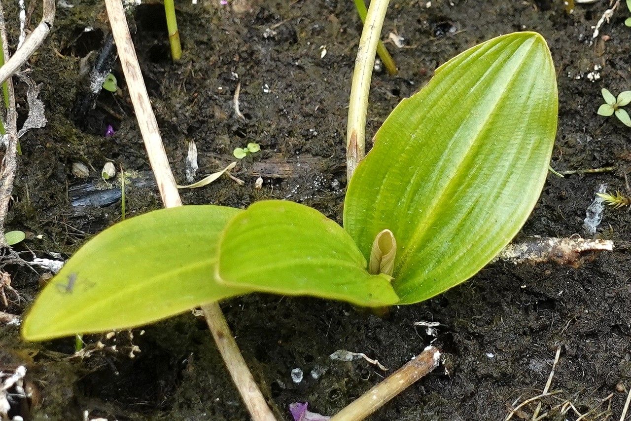Potamogeton polygonifolius habit