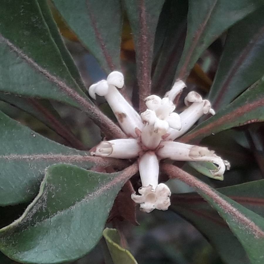 Pittosporum echinatum flower