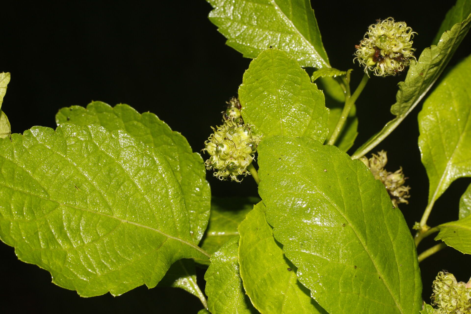 Varronia bullata fruit