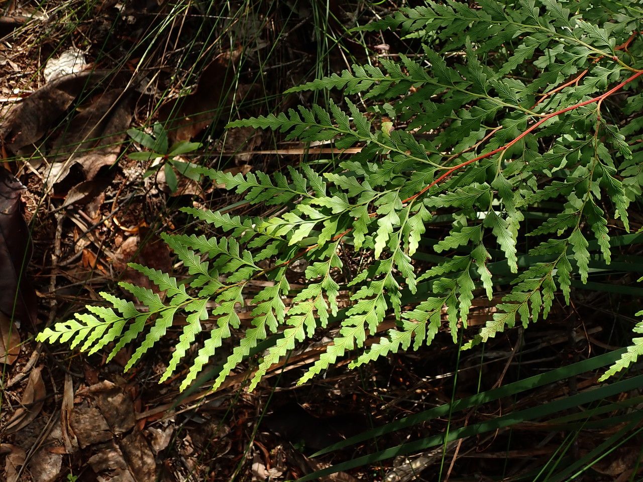 Odontosoria deltoidea — houseplant care guide