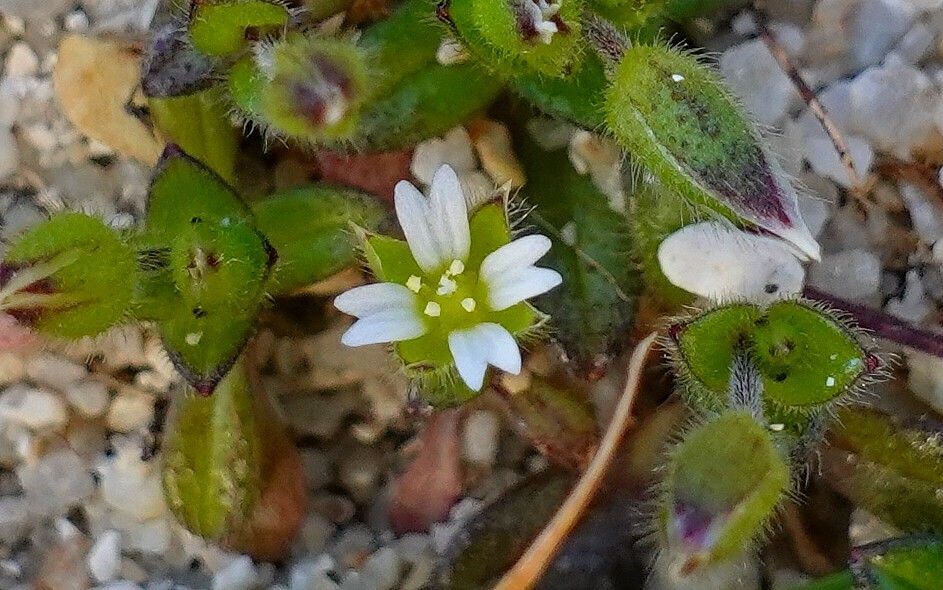 Cerastium diffusum flower