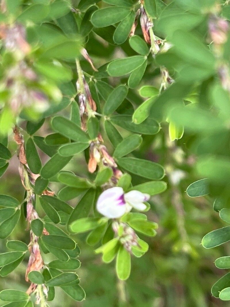 Lespedeza cuneata flower