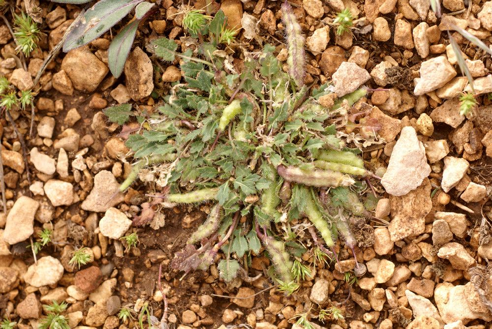 Raffenaldia primuloides habit