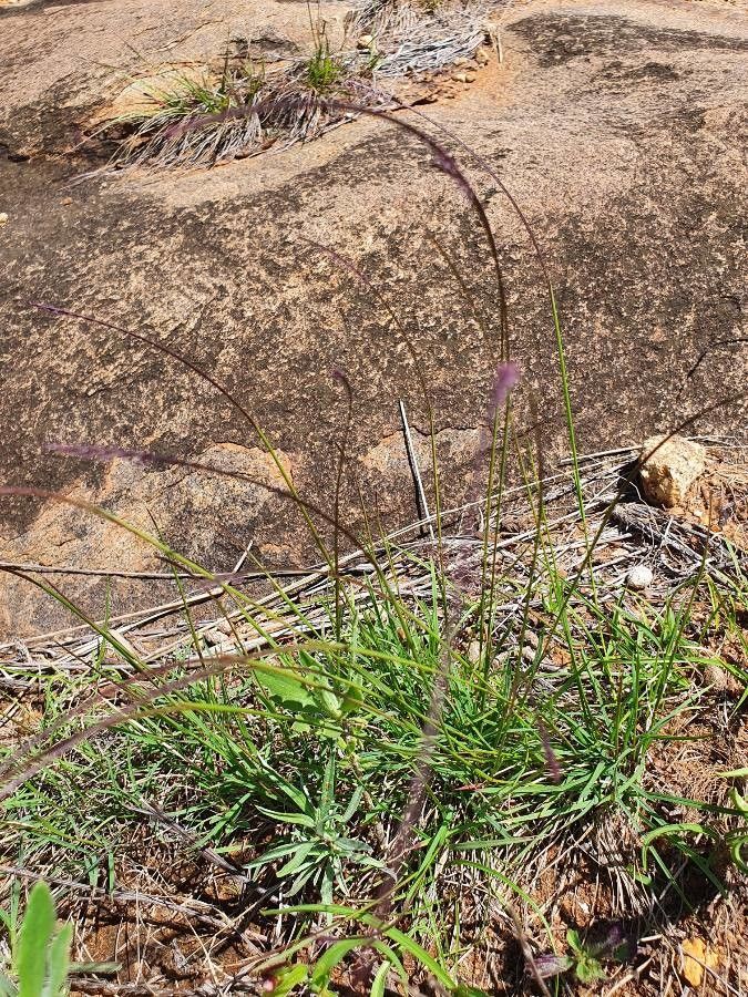 Microchloa kunthii habit