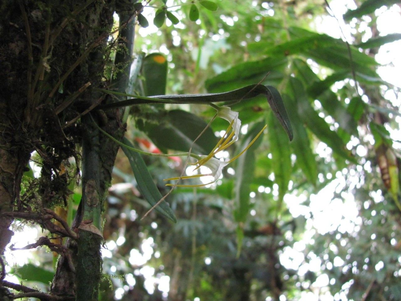 Masdevallia attenuata bark