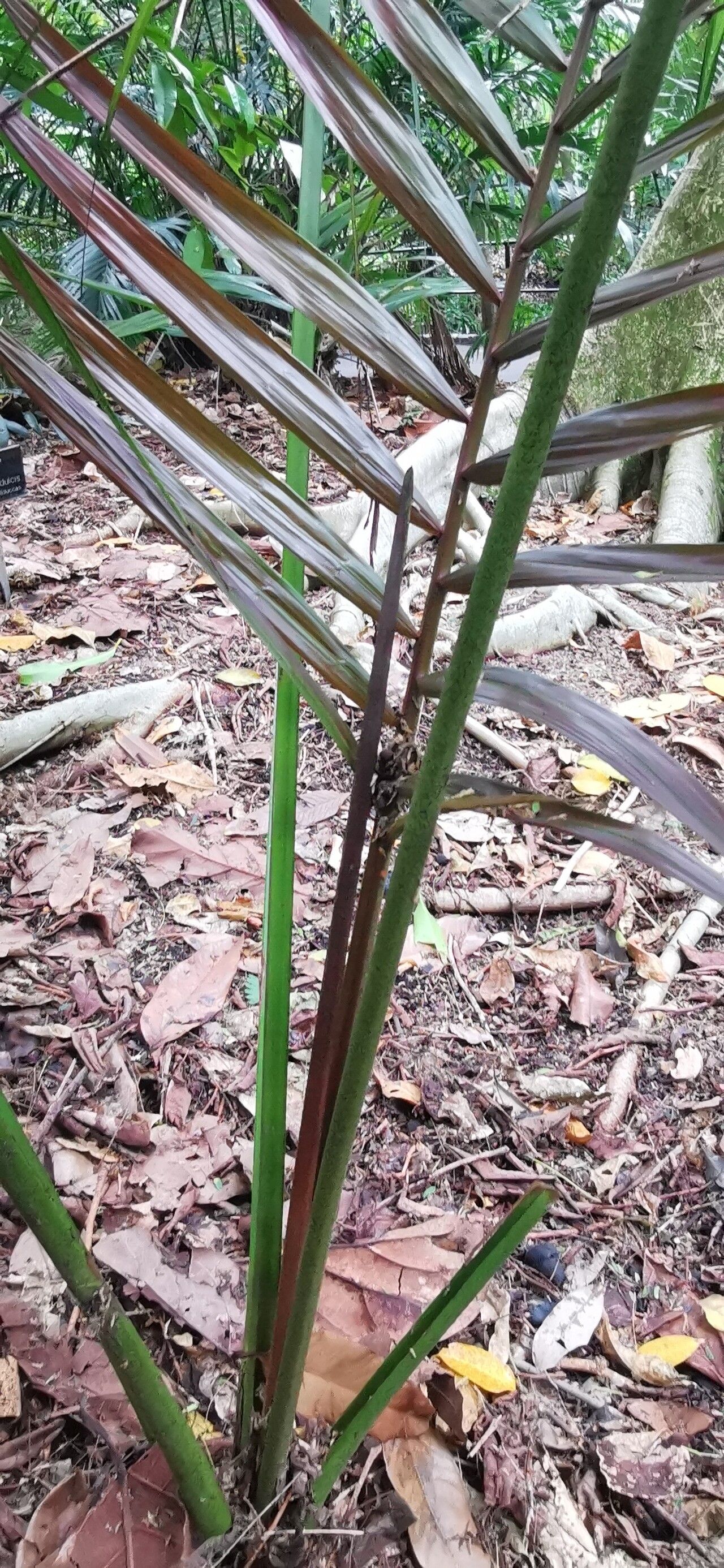 Heterospathe sphaerocarpa — related species from the same genus