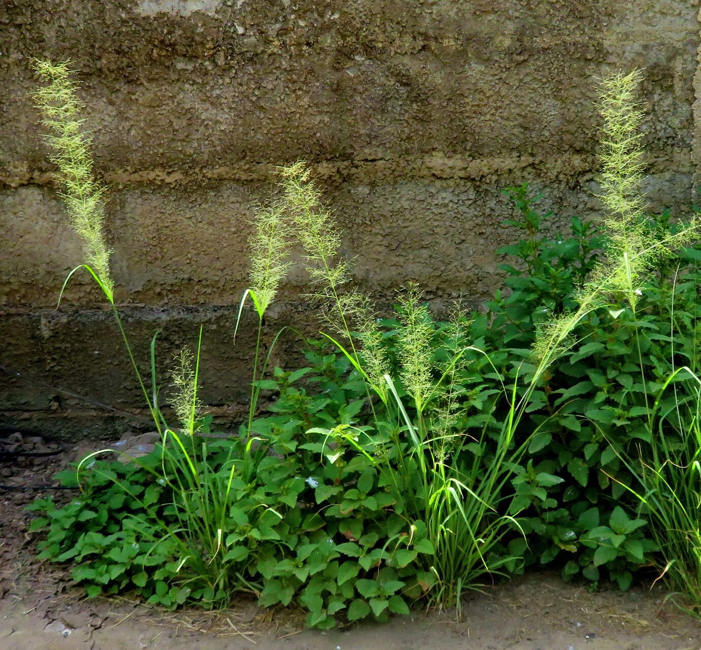 Sporobolus tenuissimus habit
