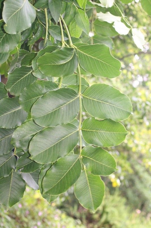 Polyscias repanda — search result for 'Polyscias'