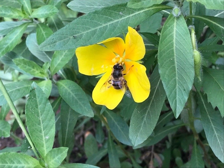 Ludwigia grandiflora flower