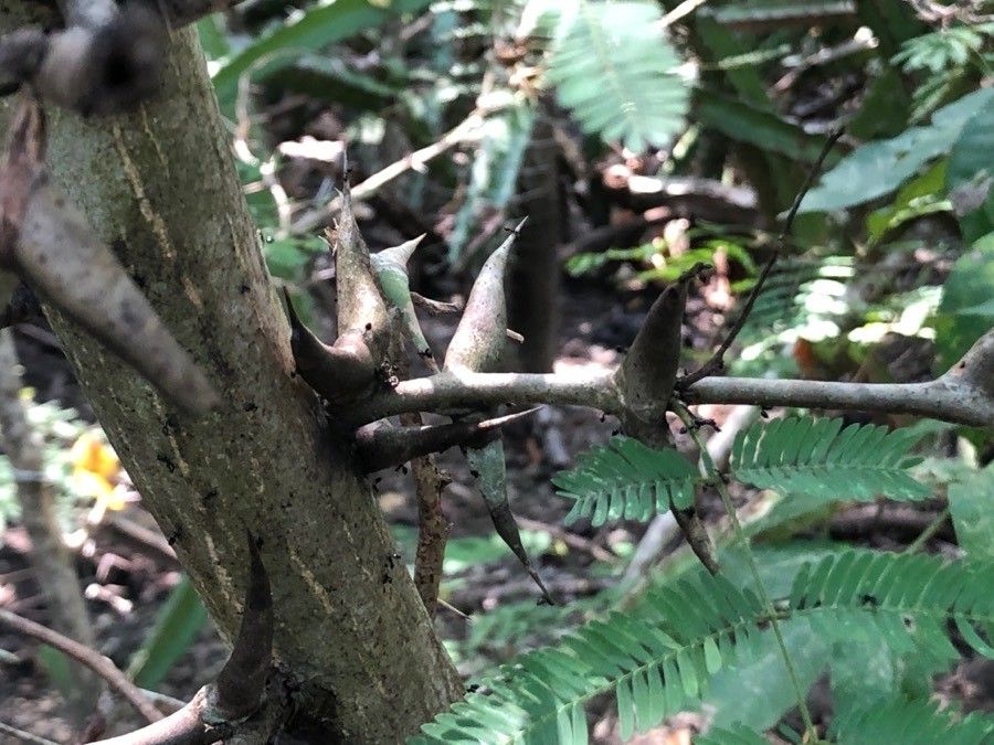 Vachellia collinsii bark