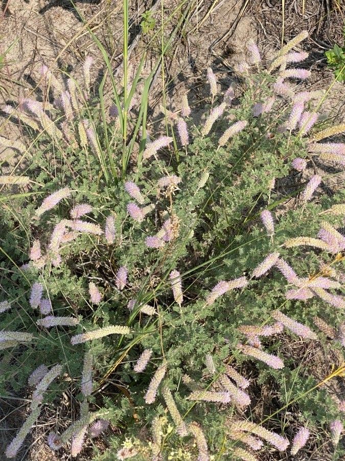 Dalea villosa — houseplant care guide