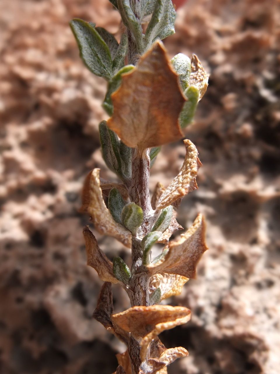 Chersodoma candida — related species from the same genus