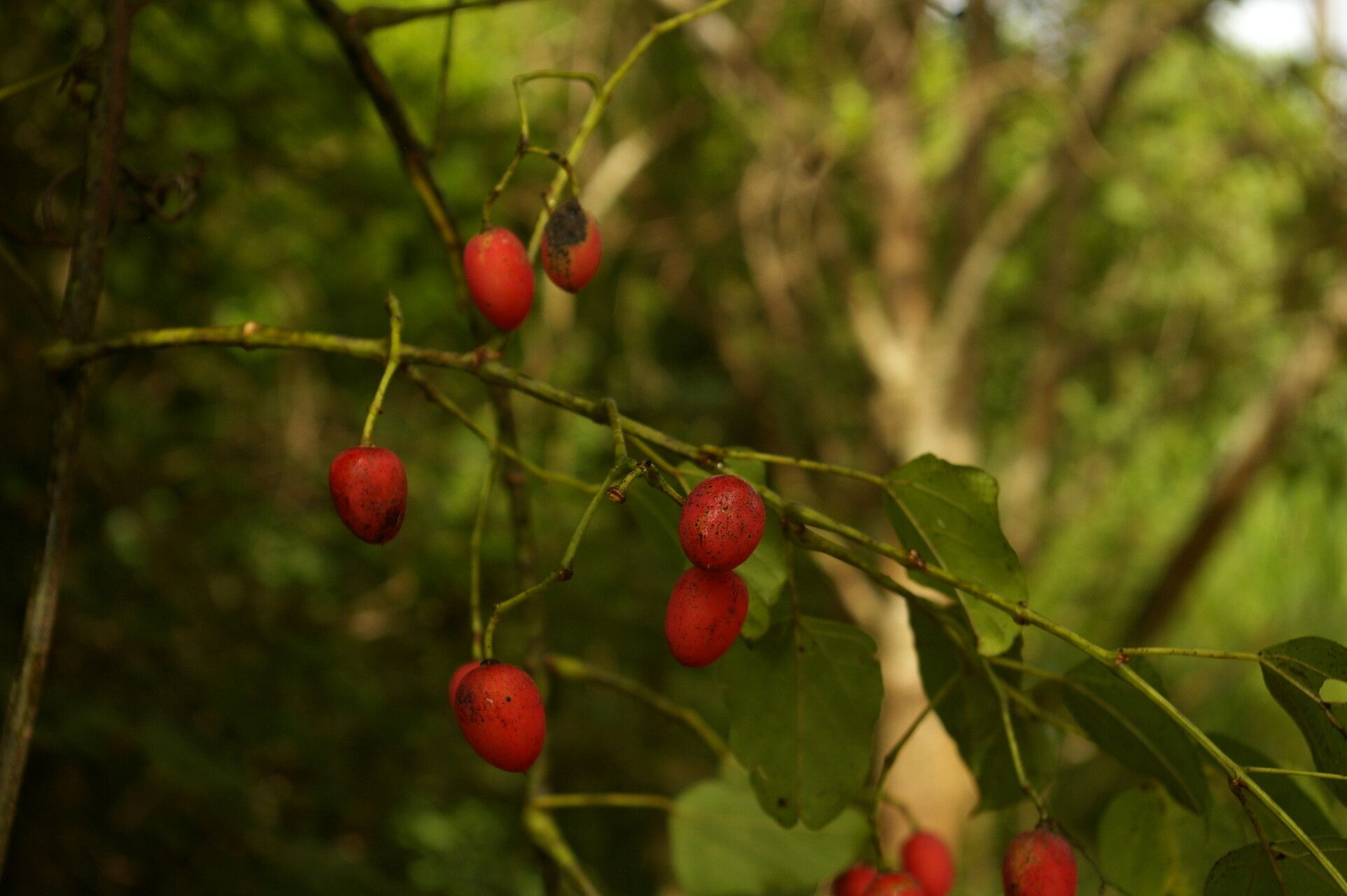 Cissus integrifolia fruit