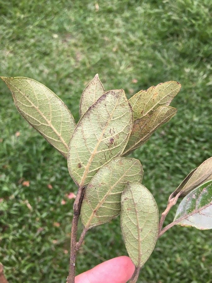 Ocotea praetermissa — houseplant care guide