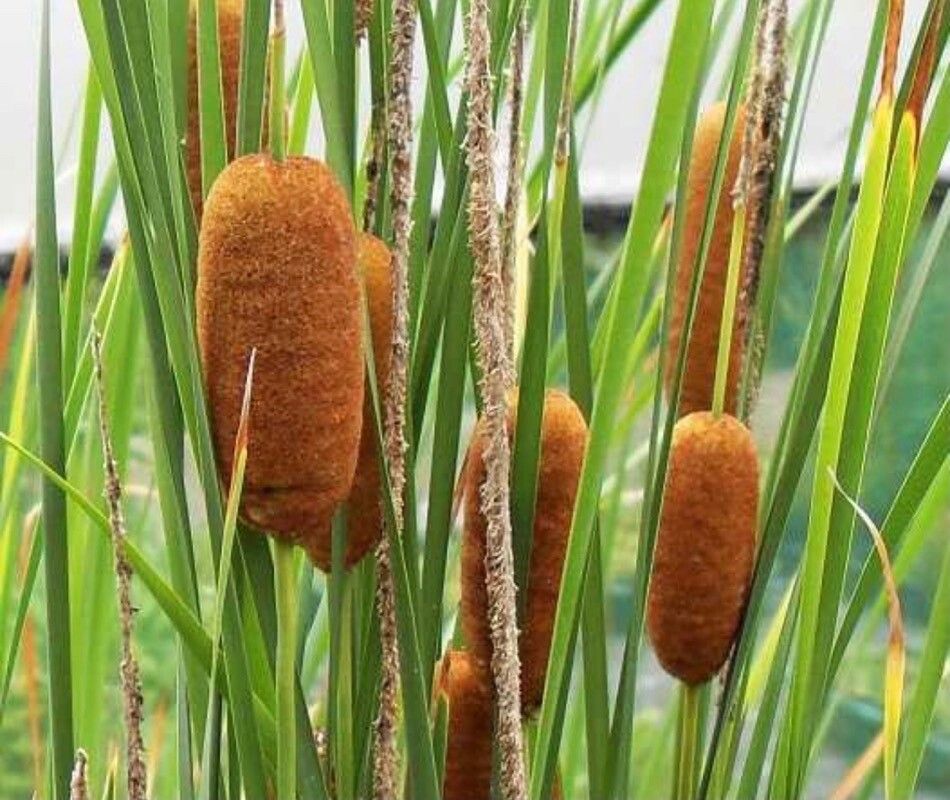 Typha laxmannii fruit