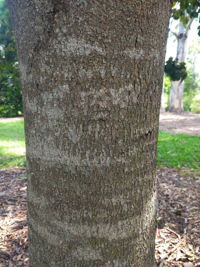 Gmelina fasciculiflora bark