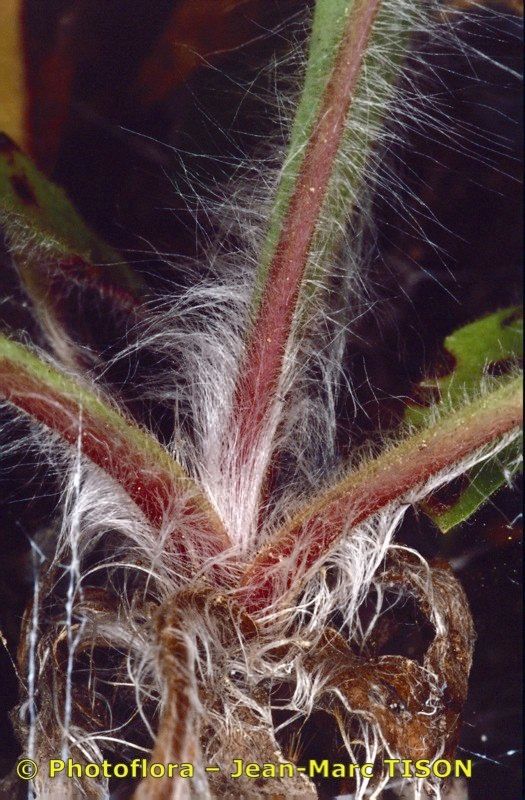 Hieracium legrandianum bark