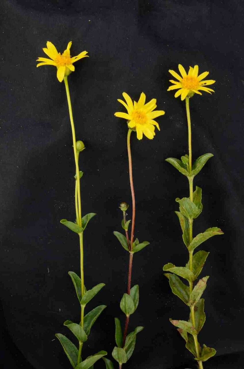 Calea myrtifolia flower