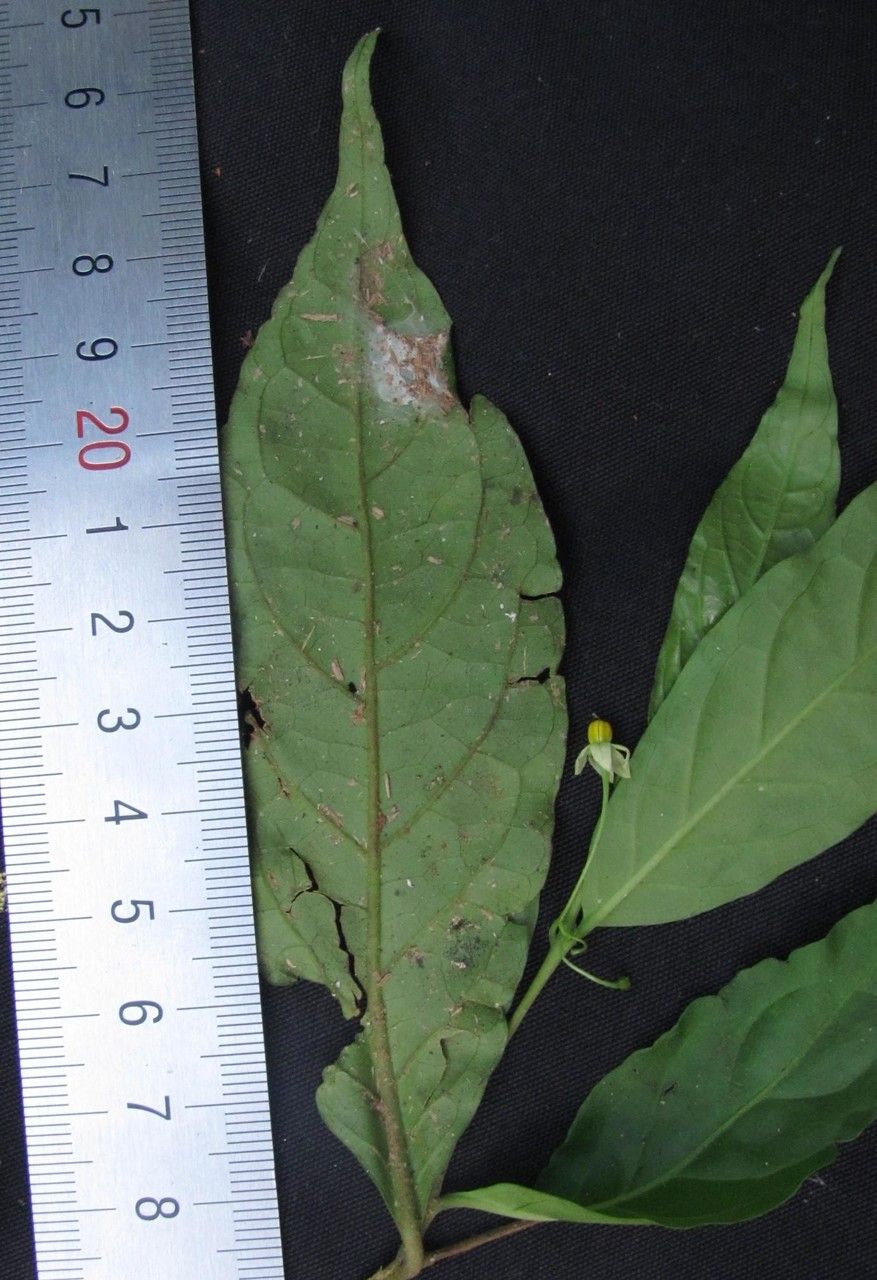 Solanum pertenue other