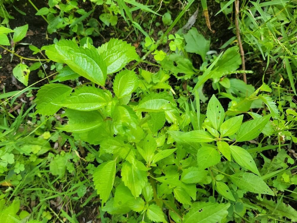 Pilea fontana — search result for 'Pilea'