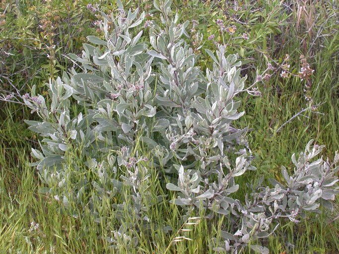 Eriodictyon traskiae habit