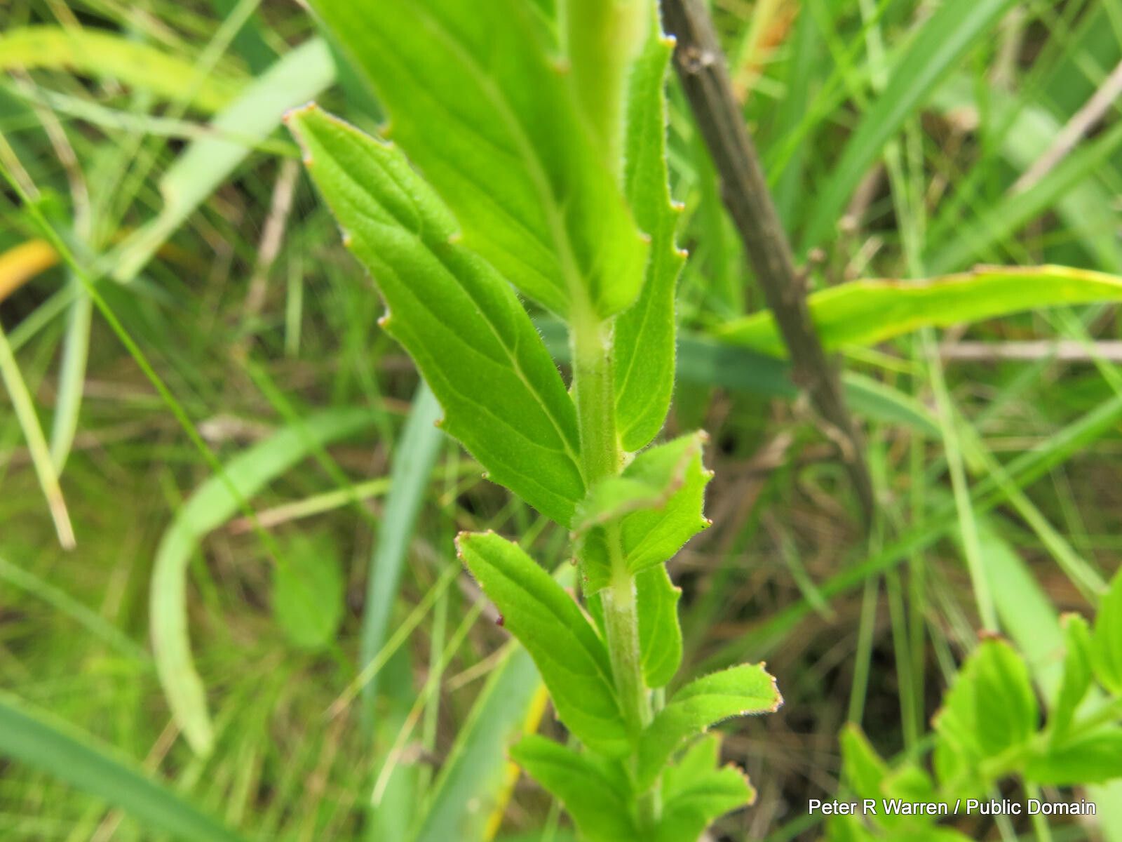Epilobium capense leaf