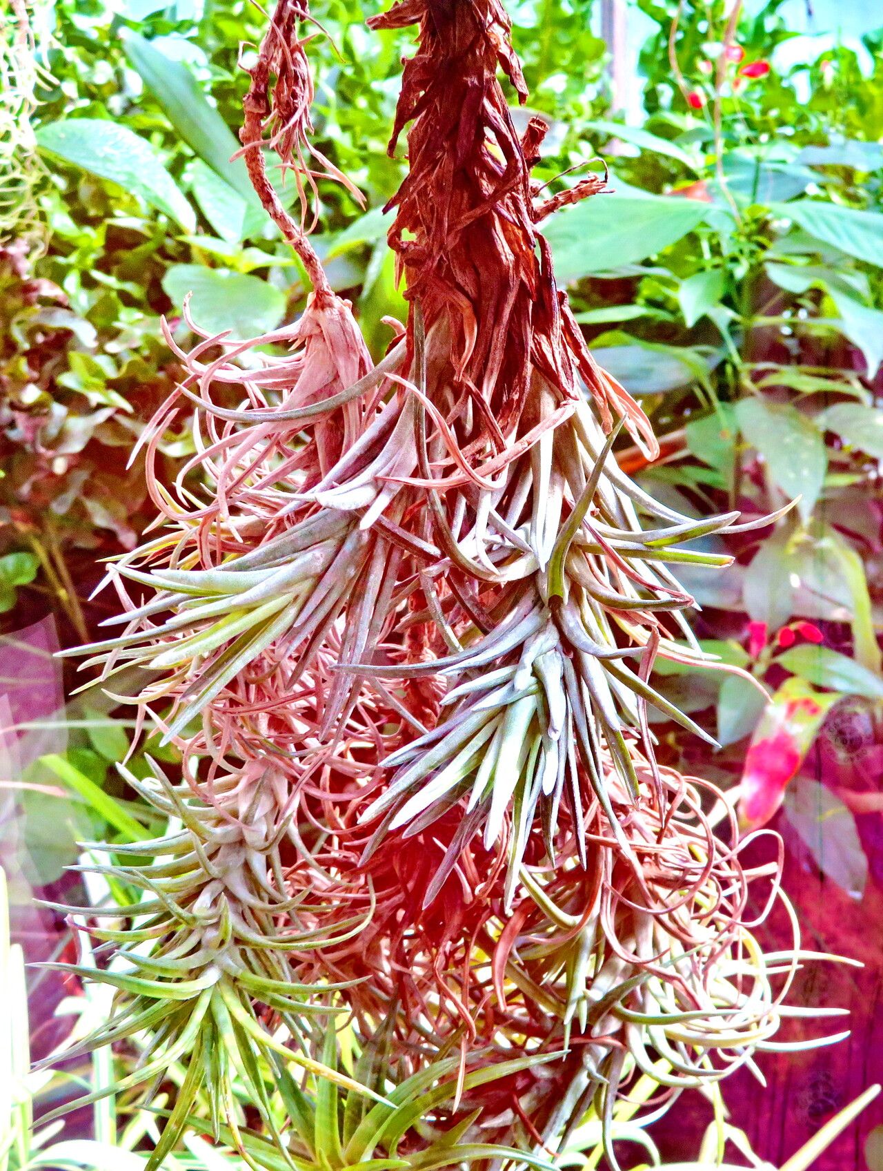 Tillandsia neglecta habit
