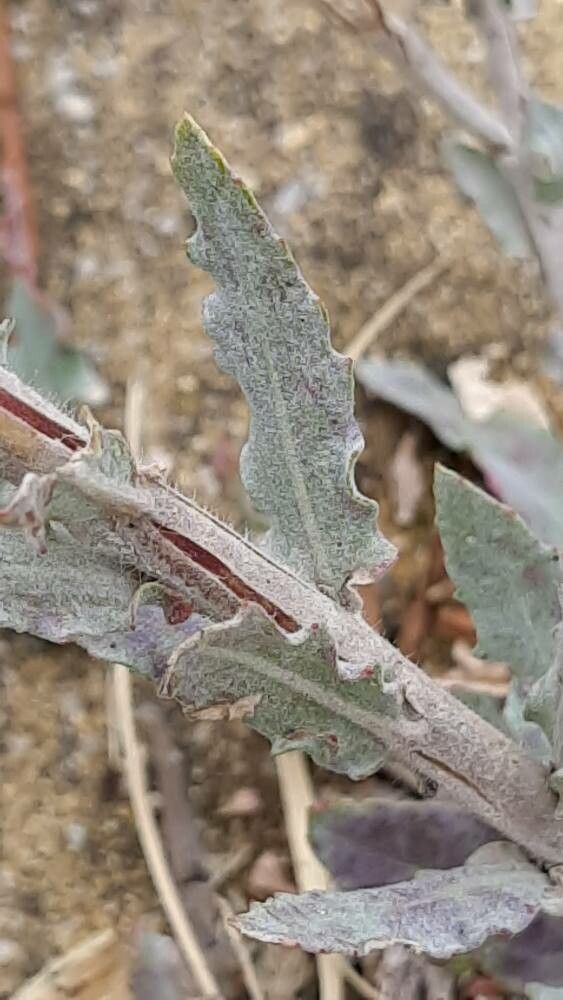 Oenothera indecora leaf