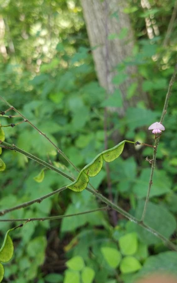 Desmodium glutinosum fruit