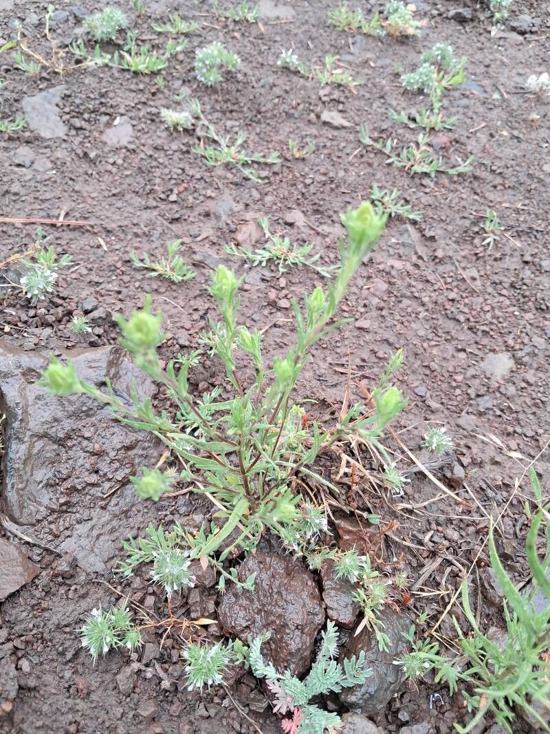Madia glomerata leaf