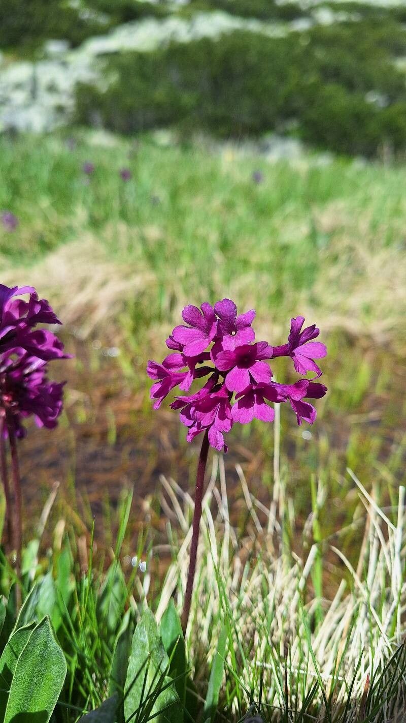 Primula deorum flower