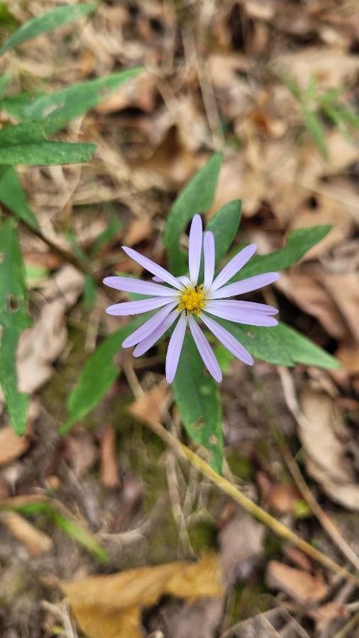 Symphyotrichum oolentangiense flower